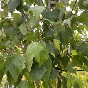 Breza previsnutá (Betula Alba) - 200-250 cm, kont. C30L